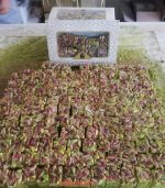 راحة بالفستق (حجاجية) - الصورة 2