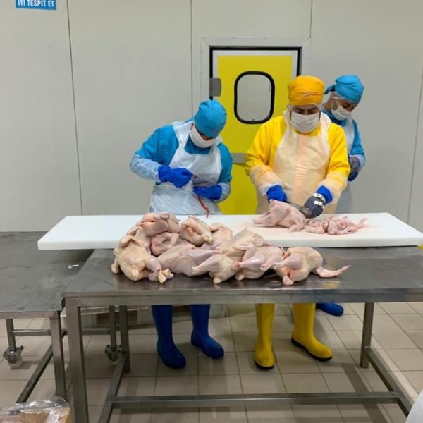 دجاج تركي مجمد بالجملة (ذبح حلال)