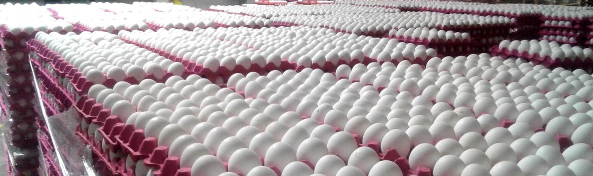 بيض دجاج متوسط الحجم القدرة الإنتاجية للتصدير، 6 مليون بيضة يومياً