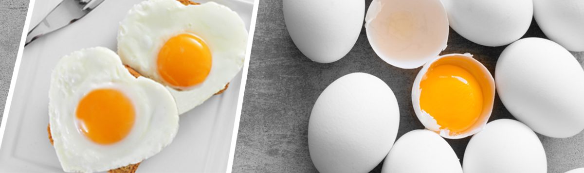 بيض دجاج متوسط الحجم القدرة الإنتاجية للتصدير، 6 مليون بيضة يومياً