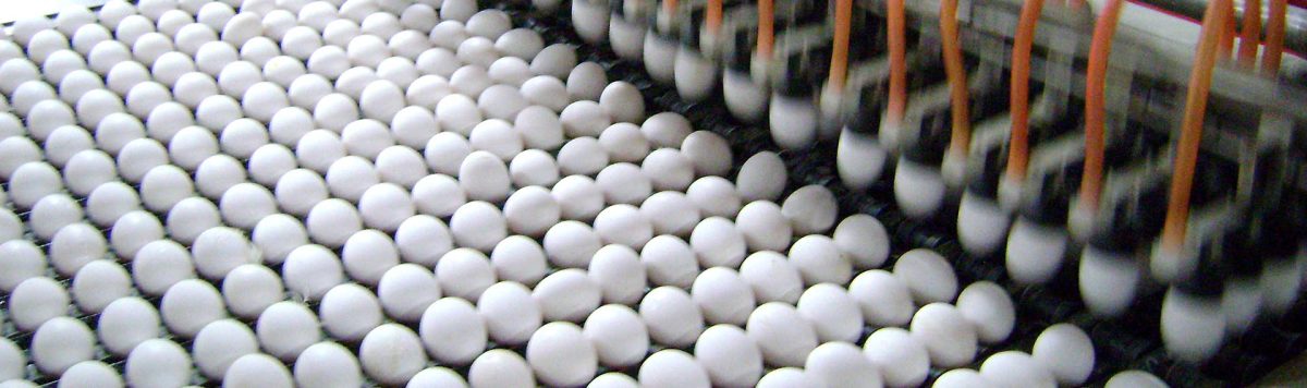 بيض دجاج متوسط الحجم القدرة الإنتاجية للتصدير، 6 مليون بيضة يومياً